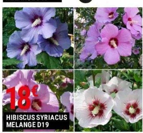 Hibiscus syriacus melange D19