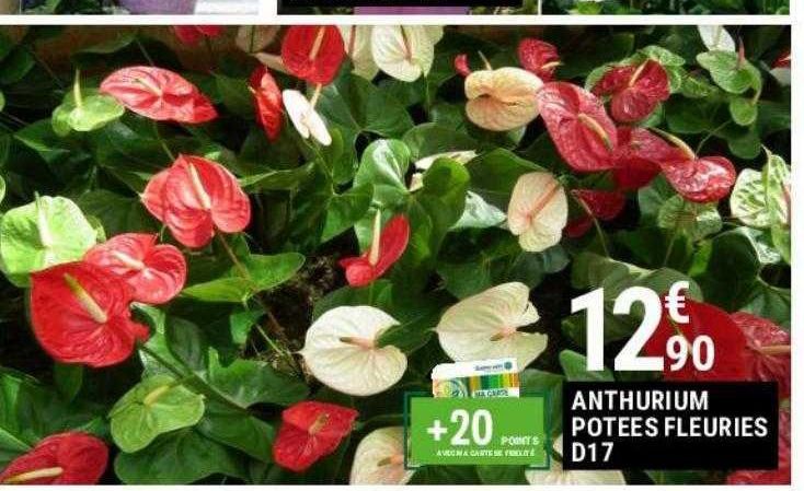 Anthurium potees fleuries D17