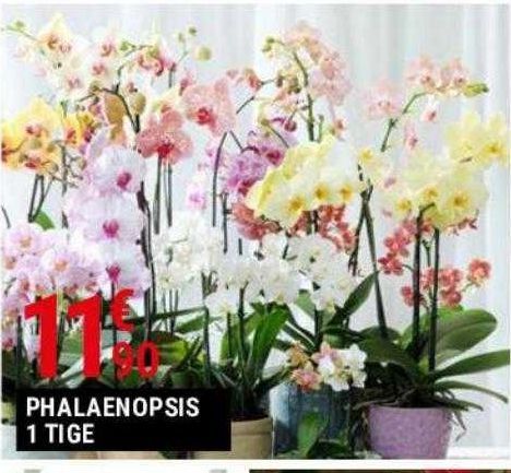 Phalaenopsis 1 tige