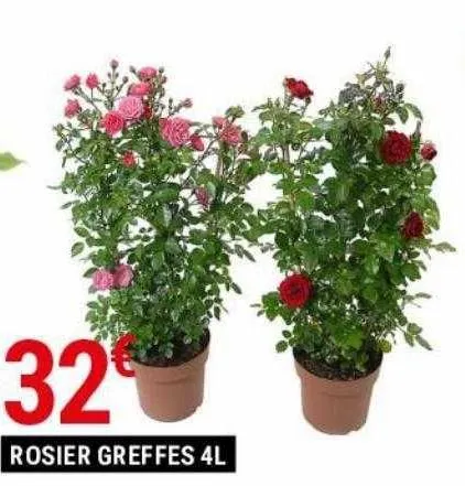 rosier greffes 4l