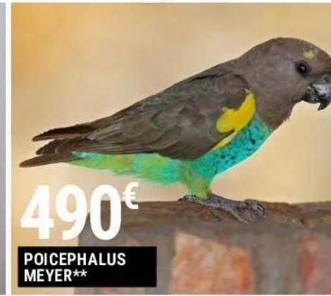 poicephalus meyer