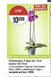 le pot  10€99  foire aux orchidees  phalaenopsis 2 tiges pot 12cm hauteur 50/70cm  ou mix orchidées 1 tige pot 12cm hauteur 41cm à 999 ou phalaenopsis 2 tiges succulente pot 5cm à 19€99 