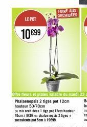 LE POT  10€99  FOIRE AUX ORCHIDEES  Phalaenopsis 2 tiges pot 12cm hauteur 50/70cm  ou mix orchidées 1 tige pot 12cm hauteur 41cm à 999 ou phalaenopsis 2 tiges succulente pot 5cm à 19€99 