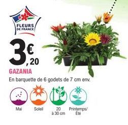 Mai  FLEURS  DE FRANCE  ,20 GAZANIA  En barquette de 6 godets de 7 cm env.  Soleil  20 Printemps/ à 30 cm Été 