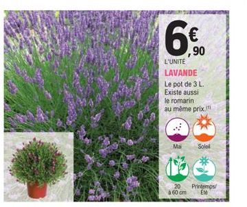 L'UNITÉ  LAVANDE  Le pot de 3 L. Existe aussi  €  ,90  le romarin  au même prix.  Mai  20  à 60 cm  Soleil  Printemps/ Eté 