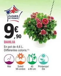 fleurs de france  mail  ,90  dahlia  en pot de 4,6 l. différentes coloris.  ****  soleil/ 40 printemps/ mi-ombre à 80 cm été 