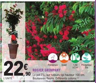 22€  L'UNITÉ  Printemps Soleil  ROSIER GRIMPANT  Fl  1.50 à2m  Printemps/  Été  ,90 Le pot 7 L, sur tuteurs tipi hauteur 100 cm.  Boutonnés fleuris. Différents coloris. 