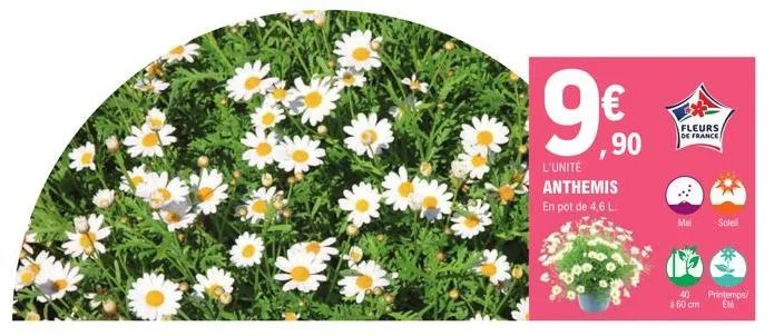 € ,90  l'unité anthemis  en pot de 4,6 l.  mai  fleurs de france  soled  40 printemps/ à 60 cm em 