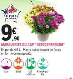 fleurs, de france  9€  mai  ,90  soleil  25 à 50 cm  marguerite du cap "osteospermum" en pot de 4,6 l. plante qui se couvre de fleurs en forme de marguerite.  printemps/ été 