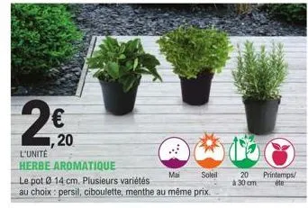 2€  20  l'unité  herbe aromatique  mai soleil  le pot 0 14 cm. plusieurs variétés au choix: persil, ciboulette, menthe au même prix.  20 printemps/ à 30 cm éte 