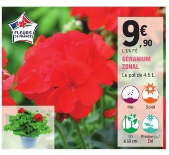 FLEURS  DE FRANCE  ,90  L'UNITÉ  GERANIUM ZONAL  Le pot de 4,5 L.  Mai Soleil  30 Printemps/ Eté  à 60 cm 