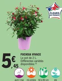 FUCHSIA VIVACE Le pot de 2 L. Différentes variétés  5€ ಓಪನ  disponibles.  45  avril/mai mi-ombre 50 à 80 cm  FLEURS DE FRANCE  été 