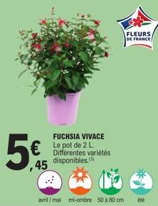 FUCHSIA VIVACE Le pot de 2 L. Différentes variétés  5€ ಓಪನ  disponibles.  45  avril/mai mi-ombre 50 à 80 cm  FLEURS DE FRANCE  été 