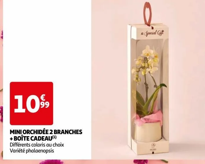 mini orchidée 2 branches  + boîte cadeau(