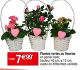 Plantes à fleurs offre à 7,99€ sur Cora