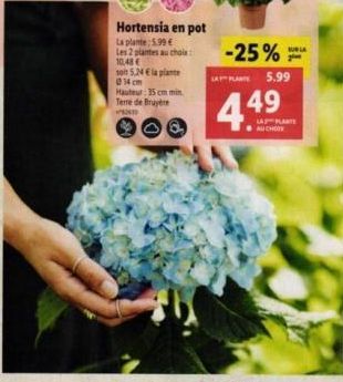 Hortensia en pot La plante: 5.99 € Les 2 plantes au choix 10,48 €  soit 5,24 € la plante 014 cm  Hauteur: 35 cm min Terre de Bruyère  P  -25%  4.49  KUBIA  5.99  PLANTE 