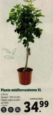 plante méditerranéenne xl  28 cm hauteur: 140 cm min figuler, vigne ou kl au chole  l'unité au choix  po 34.99  