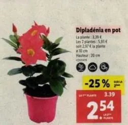 dipladénia en pot  la plante: 3,39 € les 2 plantes 5.93€ soit 2.97€ la plante 10 cm hauteur: 20cm  4  6  -25%  plante  suria  3.39  254  flante 