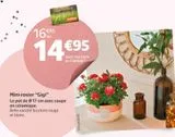 Mini-rosier gIGI offre à 14,95€ sur Jardiland