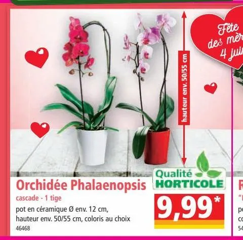 orchidées phalaenopsis