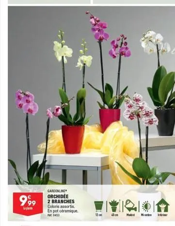 999  la plat  gardenline orchidée 2 branches coloris assortis.  en pot céramique.  12cm 40 cm  mode - 