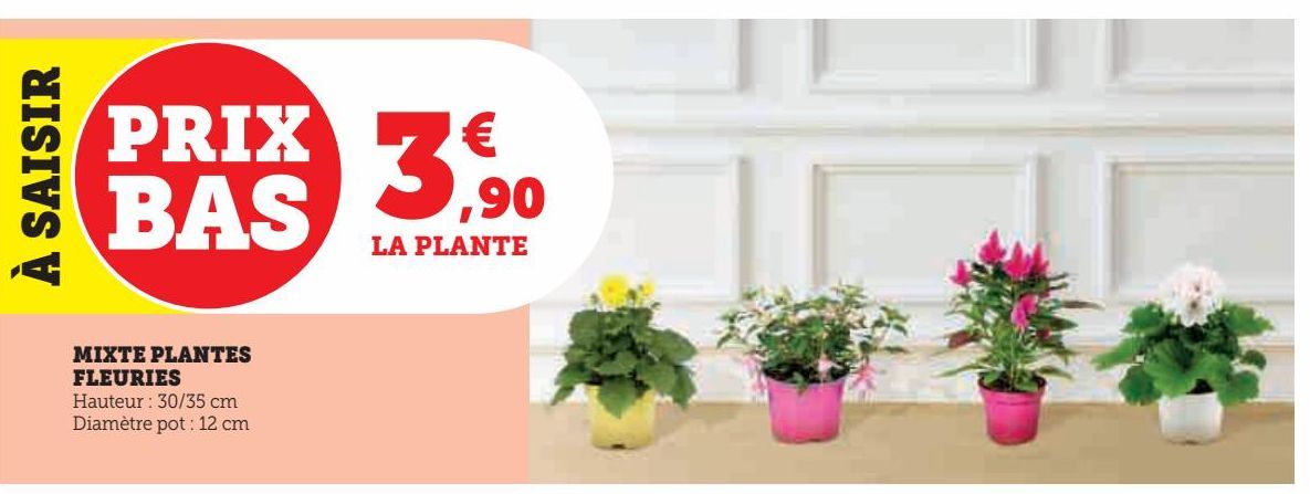 MIXTE PLANTES  FLEURIES