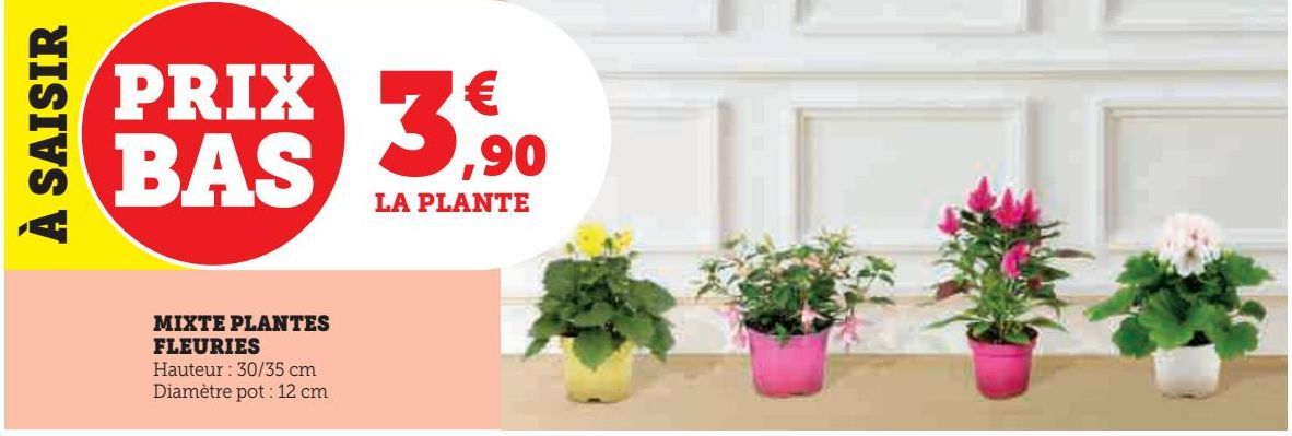 MIXTE PLANTES FLEURIES 