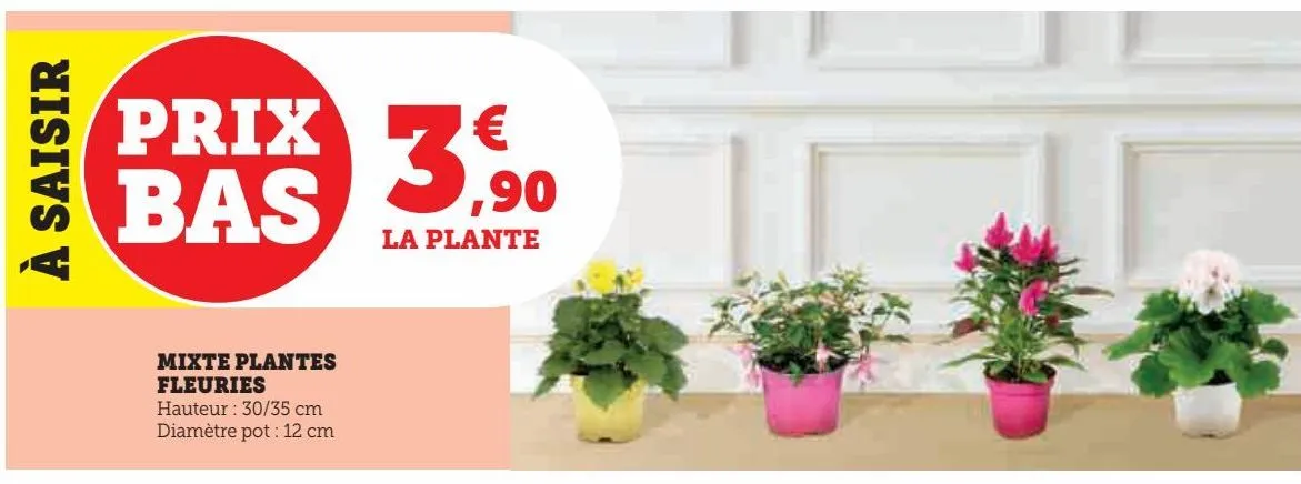 mixte plantes fleuries