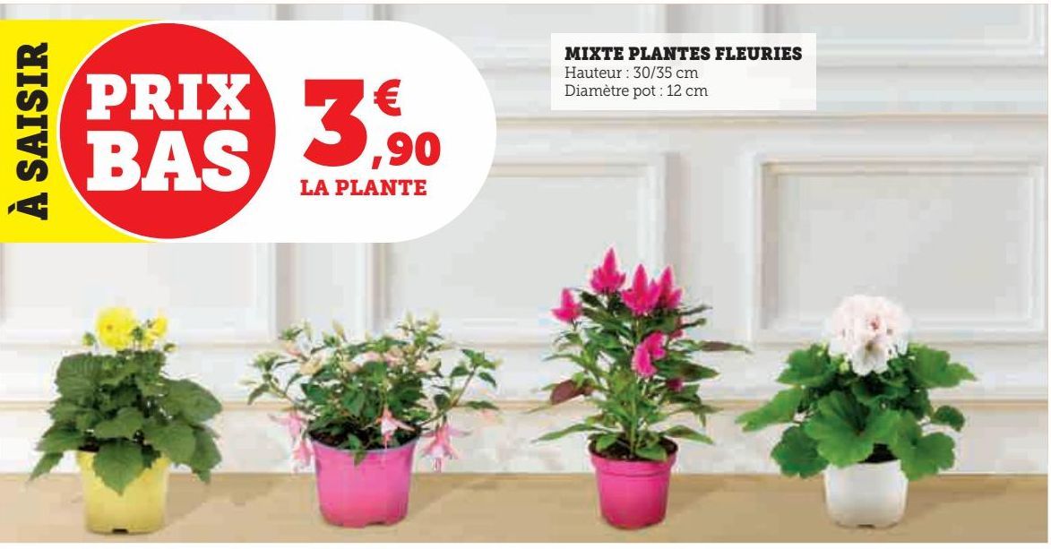 MIXTE PLANTES FLEURIES 