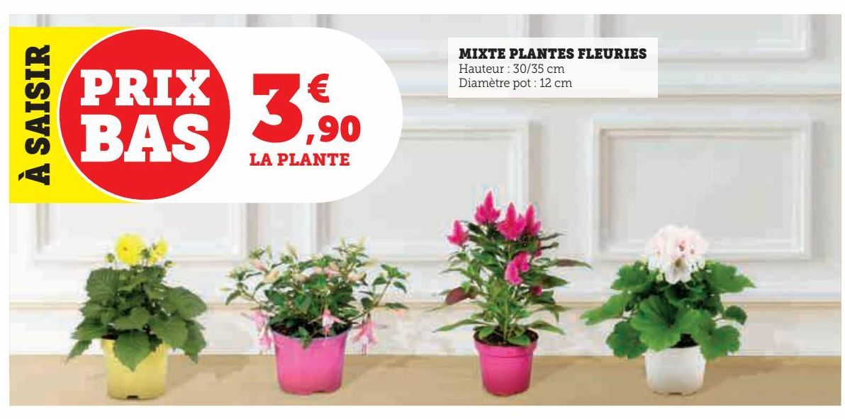 Mixte plantes fleuries