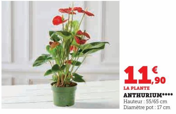 ANTHURIUM 