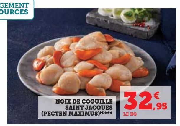 noix de coquille saint jacques (pectcen maximus)