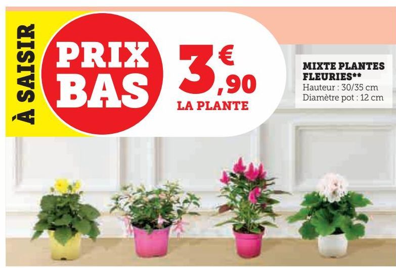 MIXTE PLANTES FLEURIES