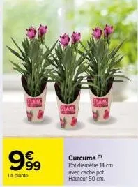 999  la plante  curcuma pot diamètre 14 cm avec cache pot hauteur 50 cm. 