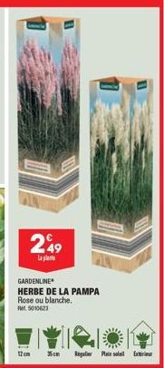 249  La  GARDENLINE  HERBE DE LA PAMPA Rose ou blanche. Mr. 5010623  12 cm  35cm  Regulier  Plein soll Exteri 