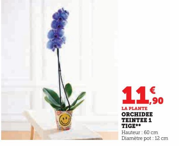 ORCHIDEE TEINTEE 1 TIGE