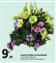 9⁹  ,99  PLANTES VARIÉES EN SUSPENSION 344 plantes fleuries Différents modèles disponibles!! 