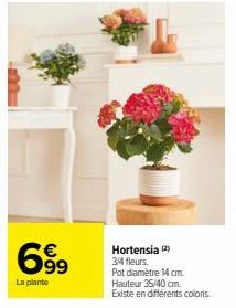 699  La plante  Hortensia 2 3/4 fleurs.  Pot diamètre 14 cm. Hauteur 35/40 cm.  Existe en différents colors. 