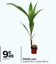949  le palmier  palmier coco  diamètre 19 cm, hauteur 140 cm. 