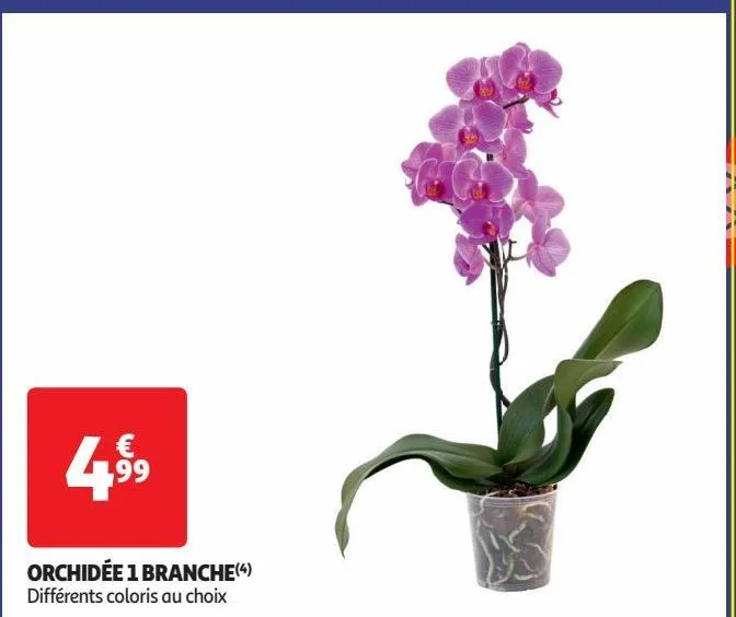 orchidée 1 branche