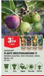 399  la plat  GARDENLINE  PLANTE MÉDITERRANÉENNE O Variétés assorties, dont citronnier, olivier, figuier, etc.  Pat 6810  9cm  75m Regulier in sole Ext 