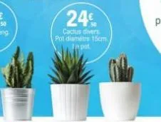 24€  cactus divers pot diamètre 15cm.  in pot 