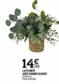 146  la plante  avec panier algues 021x30 cm 
