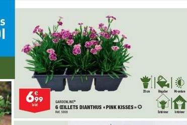 699  La lat  GARDENLINE  6 CEILLETS DIANTHUS PINK KISSES » Ret 5008  Rigater Mi-ombre  Exi 