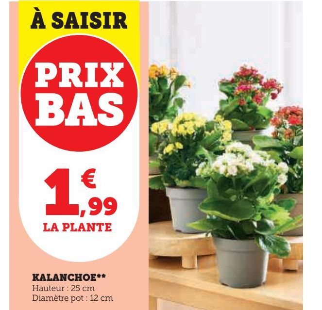 KALANCHOE