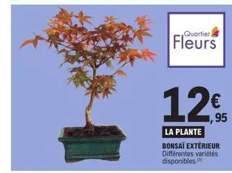 quartieri  fleurs  12€  12,95  la plante bonsaï extérieur différentes variétés disponibles. 