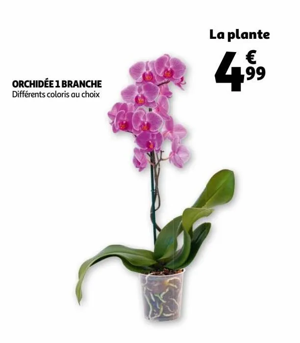 orchidée 1 branche