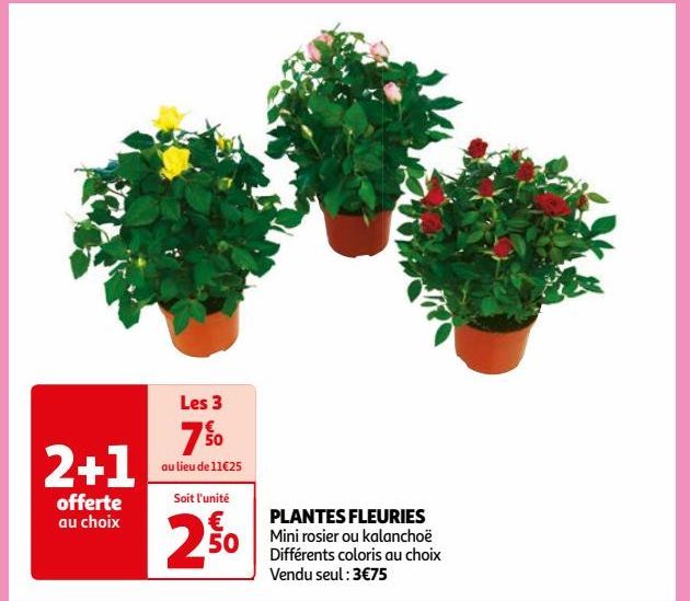 PLANTES FLEURIES