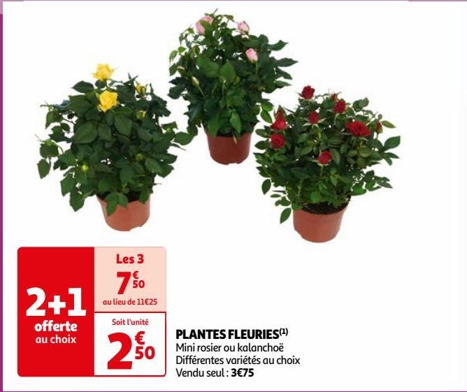 PLANTES FLEURIES