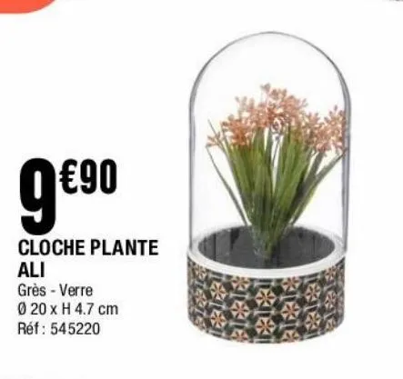 cloche plante ali